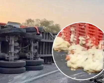 Gallinas invaden carretera tras volcadura de tráiler; caos vial en CEM