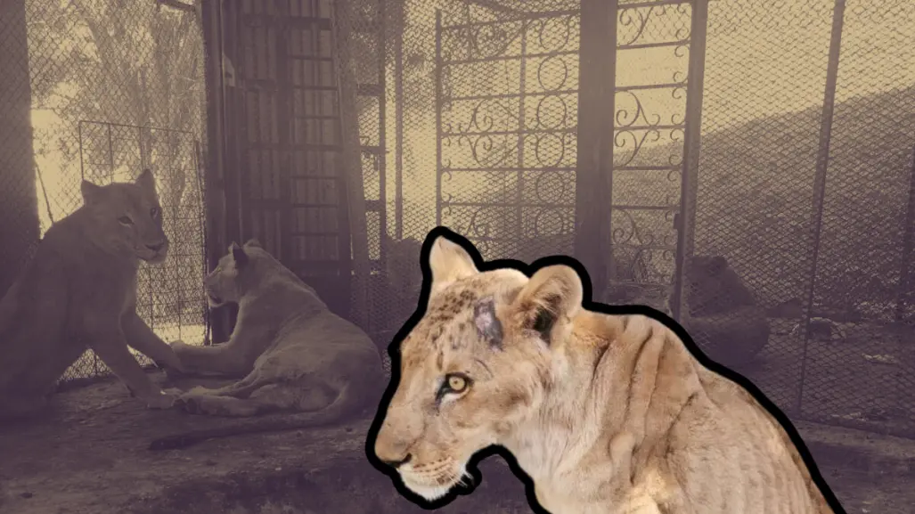 Rescatan a 4 leones en quinta de García, Nuevo León, ¿qué pasará con ellos?