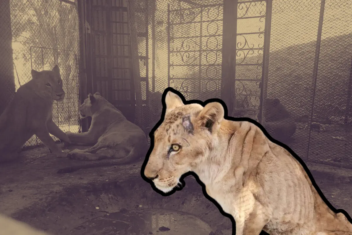 Los ejemplares fueron trasladados por personal de Bienestar Animal de García/Foto: Source