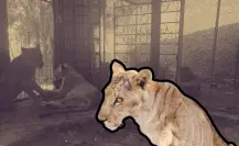 Rescatan a 4 leones en quinta de García, Nuevo León, ¿qué pasará con ellos?
