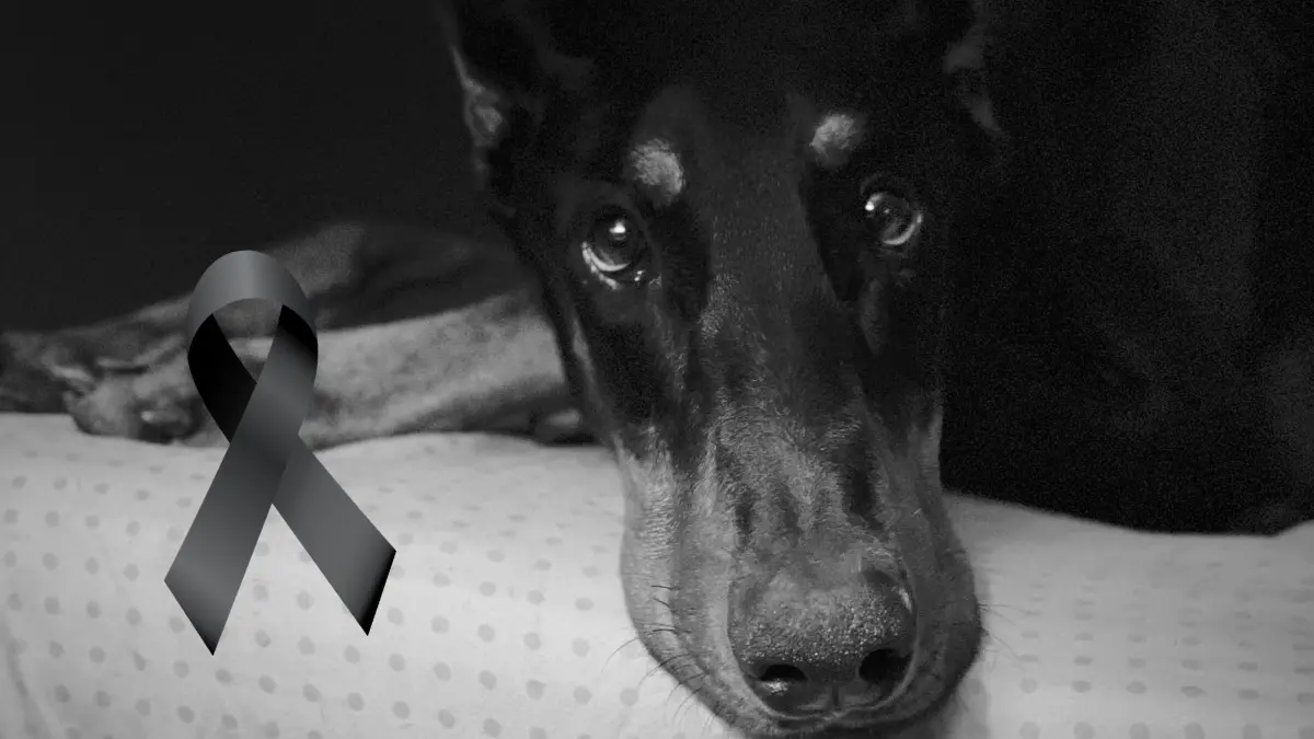 El perro murió en menos de 12 horas de presentar síntomas Foto: Snoop The Dob
