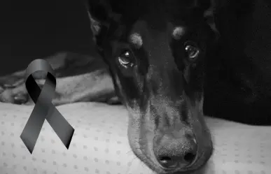 La trágica muerte de Snoop, perro famoso en redes; esto fue lo que pasó