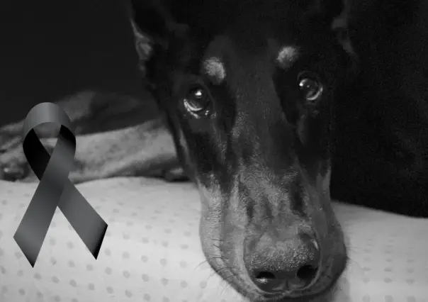 La trágica muerte de Snoop, perro famoso en redes; esto fue lo que pasó