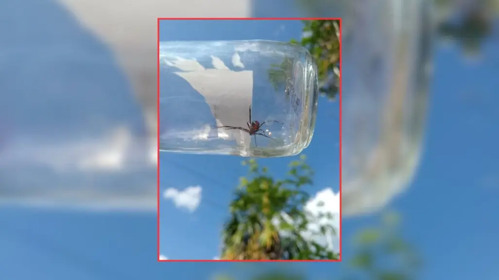 Registran nuevo hallazgo de araña viuda negra en Yucatán