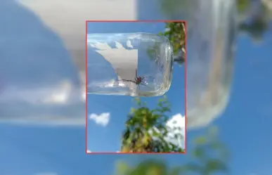 Registran nuevo hallazgo de araña viuda negra en Yucatán