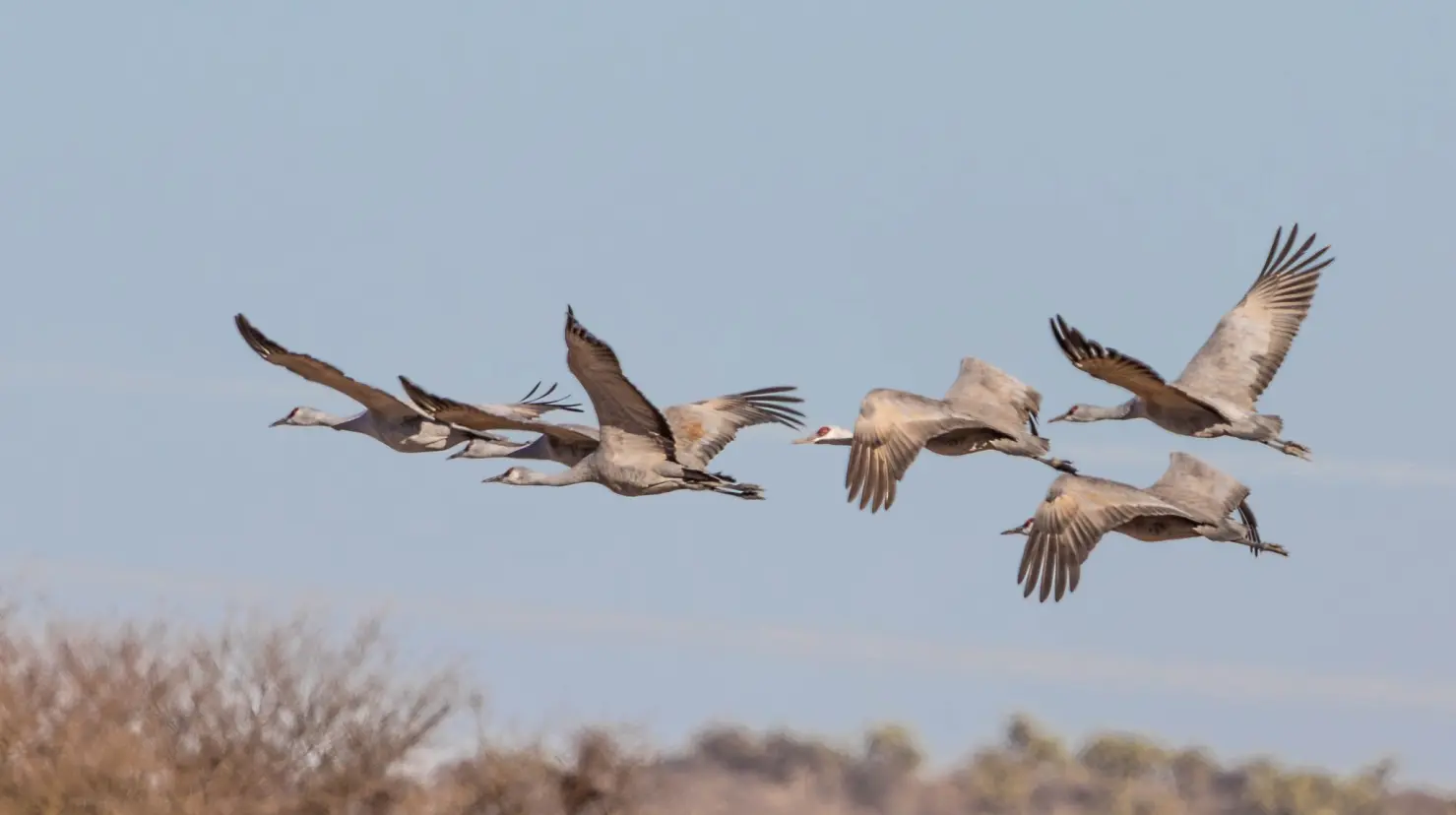 Foto: Aves de Durango, México - Birds of Durango Mexico- PAU Durango, en Facebook