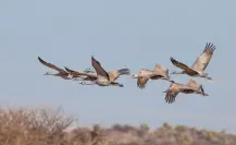 La increíble ruta migratoria de aves canadienses que llegan a esta laguna de Durango