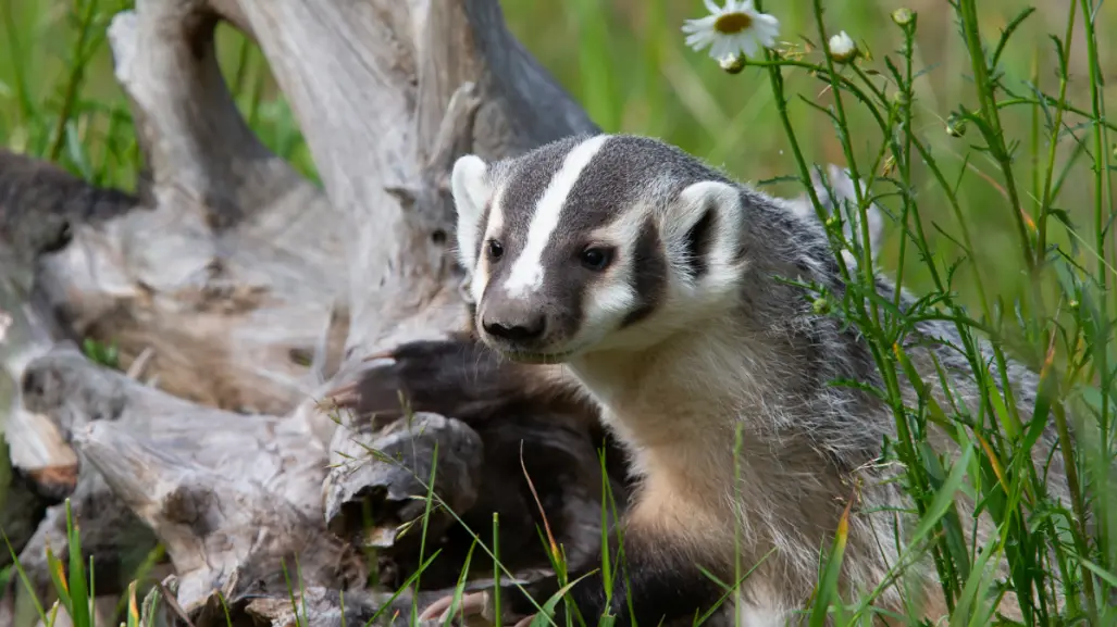 Animales tiernos y diminutos para ver en Baja California Sur: conoce 3 especies únicas