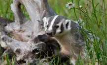 Animales tiernos y diminutos para ver en Baja California Sur: conoce 3 especies únicas