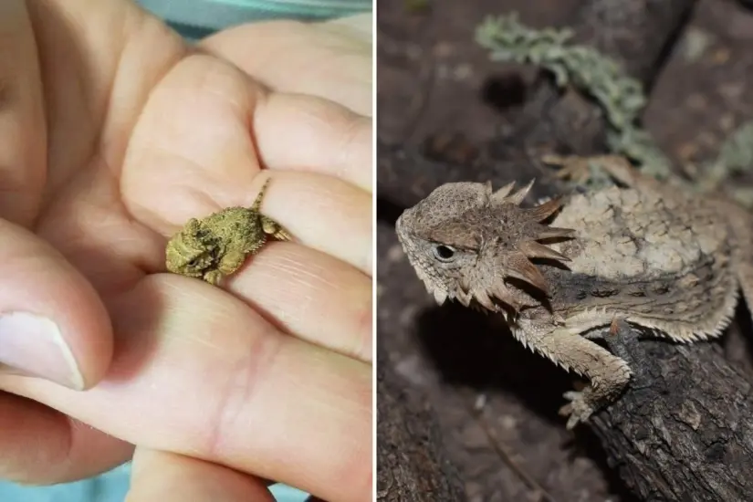 Foto: Secretaría de Educación y Cultura  / Facebook | La Naturaleza / Facebook