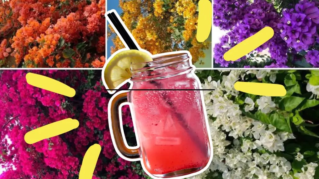Árboles nativos en Coahuila: la bugambilia, la mejor receta para hacer limonada