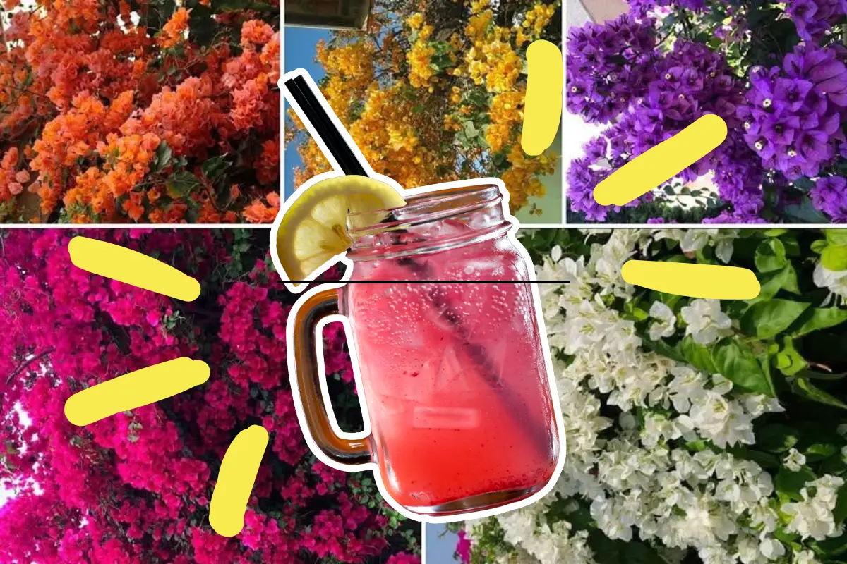Su capacidad para trepar muros y su resistencia al calor la hacen ideal para jardines en zonas áridas. / Foto: Canva/ Innovación RT Diseño y Construcción 2