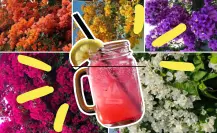 Árboles nativos en Coahuila: la bugambilia, la mejor receta para hacer limonada