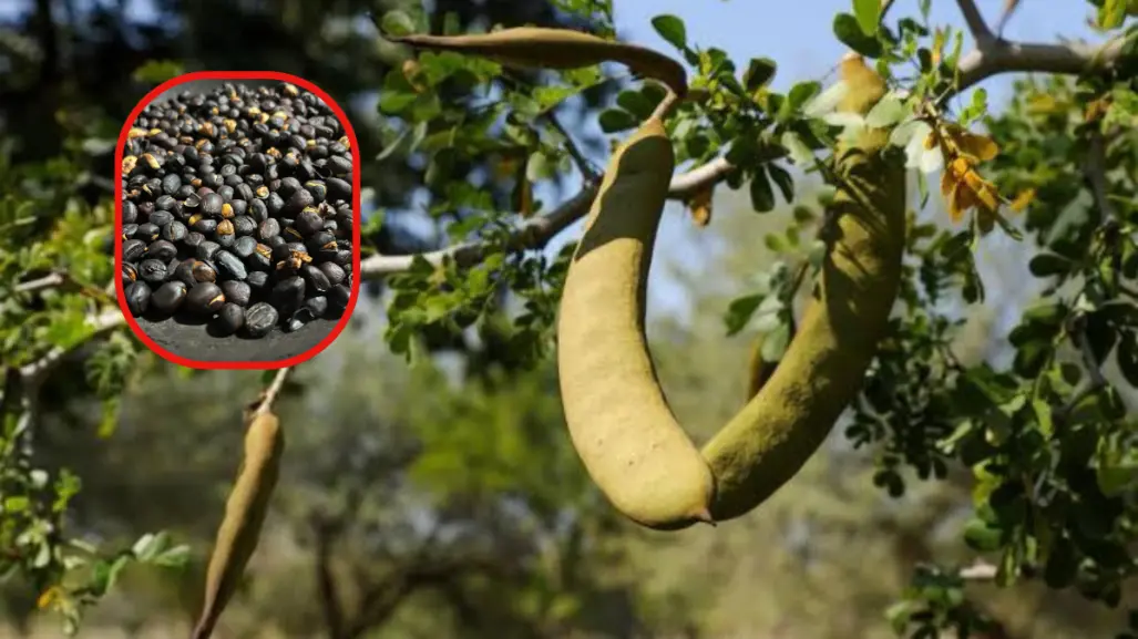 Este es el fruto silvestre que enamoró a los abuelos tamaulipecos
