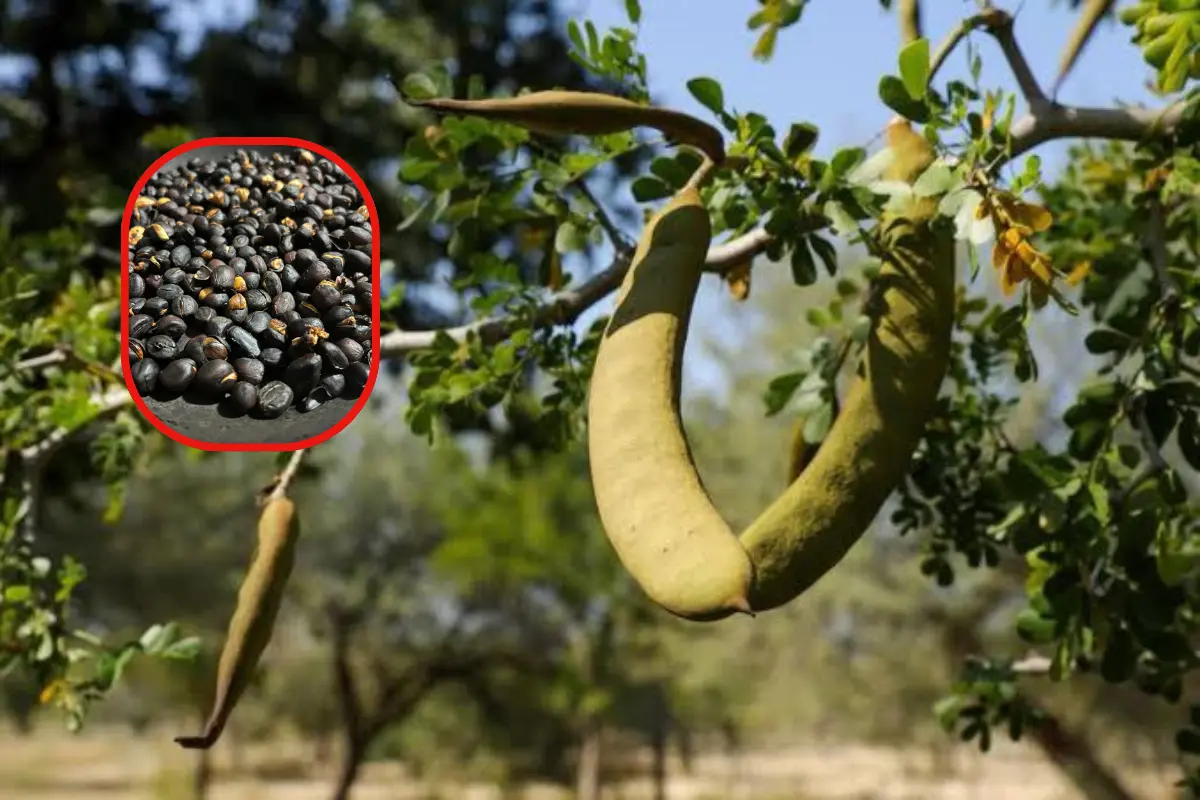 El fruto de este enorme árbol continúa deleitando el paladar de muchos tamaulipecos | Foto: Perla Herrera