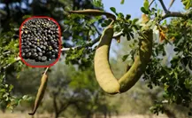 Este es el fruto silvestre que enamoró a los abuelos tamaulipecos