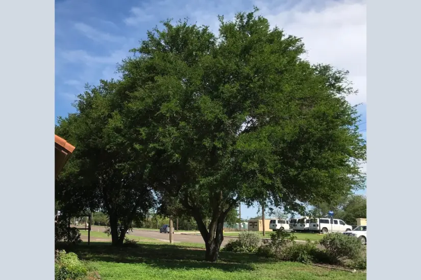 El árbol del ébano el que da el fruto de la mahuacata | Foto: Perla Herrera