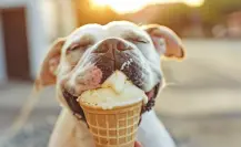Estos son 3 snacks para refrescar a tus mascotas en Tamaulipas