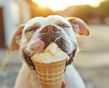 Estos son 3 snacks para refrescar a tus mascotas en Tamaulipas