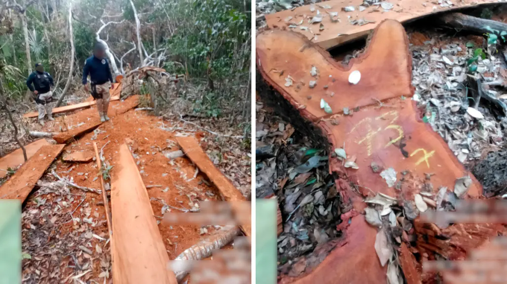 Profepa detecta tala ilegal en la Reserva de la Biosfera de Calakmul