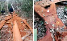 Profepa detecta tala ilegal en la Reserva de la Biosfera de Calakmul