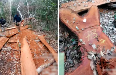 Profepa detecta tala ilegal en la Reserva de la Biosfera de Calakmul