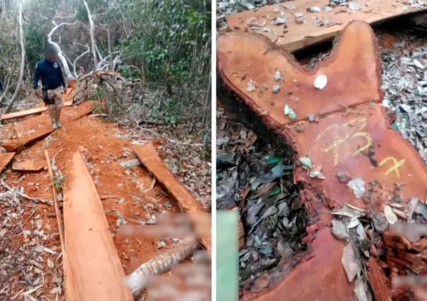 Profepa detecta tala ilegal en la Reserva de la Biosfera de Calakmul