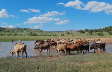 Por sequía en Durango, más de la mitad de los abrevaderos ya no tienen agua: ganaderos