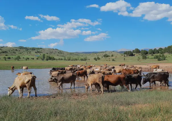 Por sequía en Durango, más de la mitad de los abrevaderos ya no tienen agua: ganaderos