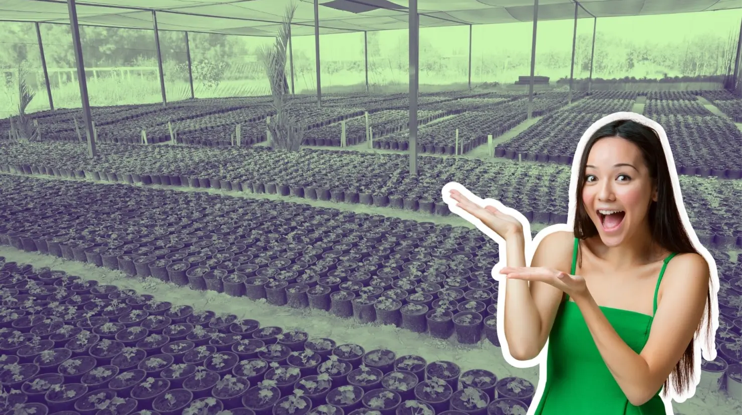 El Vivero Peñoles ofrece distintos árboles. (Fotografía: Canva)