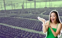 Árboles nativos en Coahuila: ¿Qué especies puedes encontrar gratis en el Vivero Peñoles en Torreón?