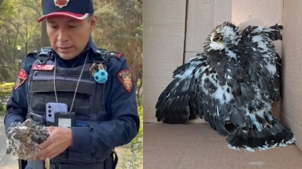 Policía de CDMX rescata águila en Parque Hundido; queda bajo resguardo de la BVA