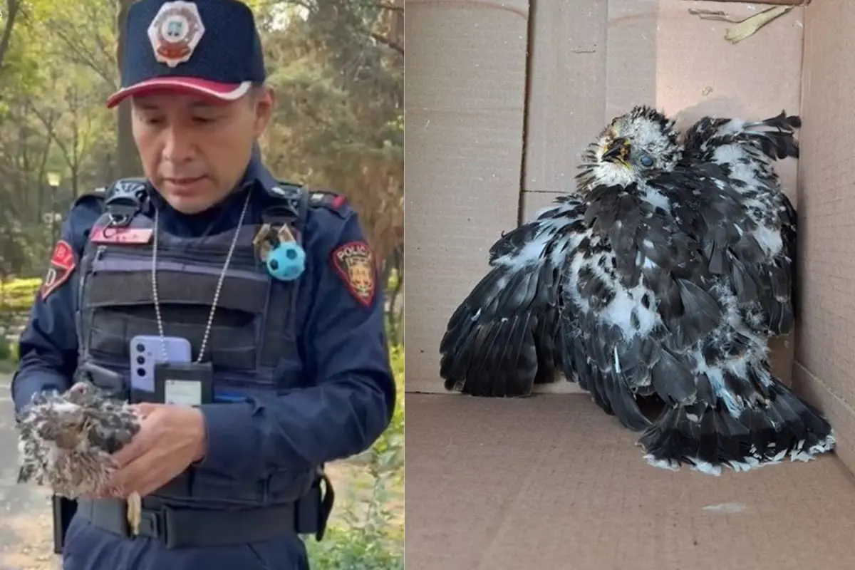 Elemento de la Policía de CDMX con el águila, águila tras ser resguardada. Foto: SSC | Canva