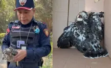 Policía de CDMX rescata águila en Parque Hundido; queda bajo resguardo de la BVA