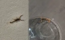 Alacrán de Durango: la razón por la que no debes mutilar su aguijón para usarlo como mascota