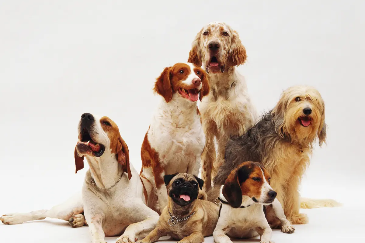 Perritos. Foto: Freepik | Canva