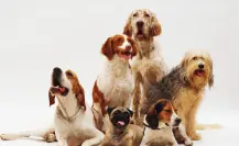 Bienestar Animal en CDMX: adopciones, vacunas y estética para lomitos 