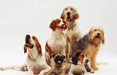 Bienestar Animal en CDMX: adopciones, vacunas y estética para lomitos 