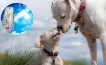 3 consejos para mantener frescas a tus mascotas en temporada de calor en Durango