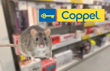 Plaga de ratas sorprende a clientes de Coppel  en este municipio de Tamaulipas