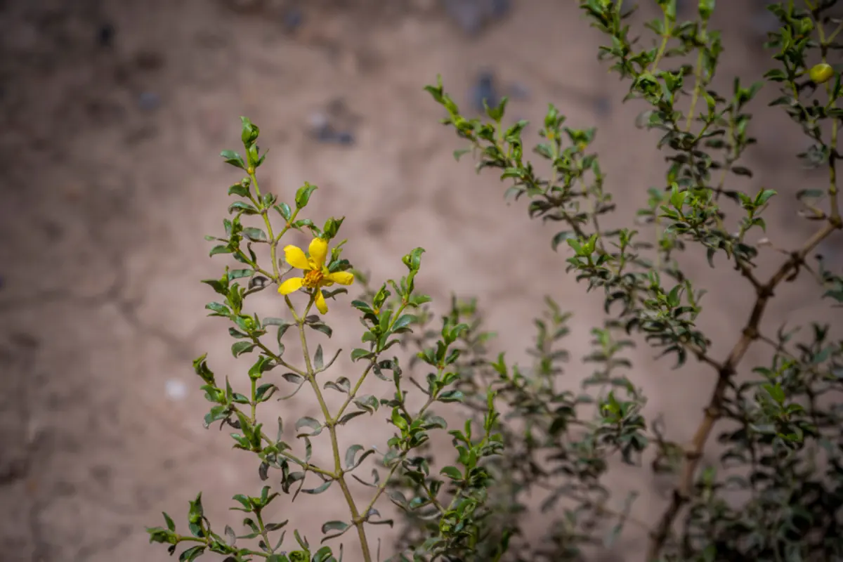 El nombre proviene de su comportamiento territorial. Esta planta evita que otras especies vegetales crezcan a su alrededor, incluyendo sus propias semillas, gracias a las sustancias químicas que libera en el suelo./Foto: Universidad Autónoma de Coahuila