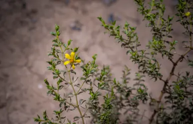Árboles nativos en Coahuila; planta gobernadora, la guardiana del desierto