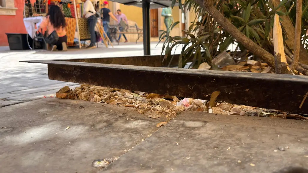 Jardineras del Centro Histórico se encuentran en malas condiciones 