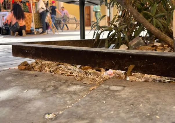 Jardineras del Centro Histórico se encuentran en malas condiciones 