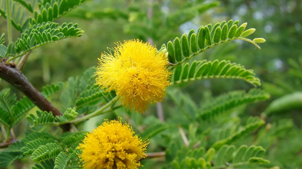 Árboles nativos de Coahuila: el huizache, una especie medicinal