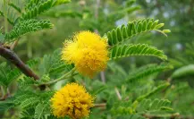 Árboles nativos de Coahuila: el huizache, una especie medicinal