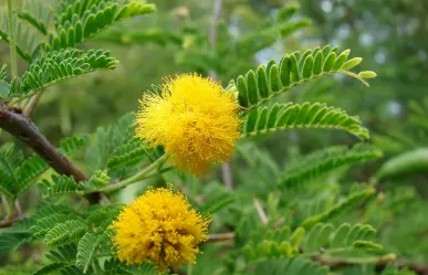 Árboles nativos de Coahuila: el huizache, una especie medicinal