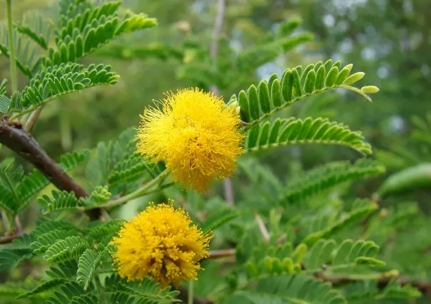 Árboles nativos de Coahuila: el huizache, una especie medicinal
