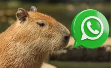 Activa el modo capibara en WhatsApp con estos 3 sencillos pasos