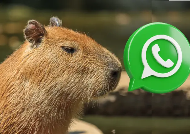 Activa el modo capibara en WhatsApp con estos 3 sencillos pasos